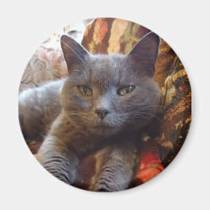 Íman Gato azul do russo