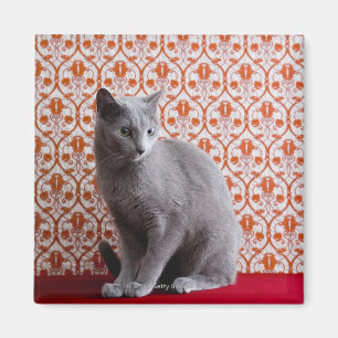 Íman Gato (azul do russo) e fundo do papel de parede