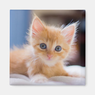 Íman Gato bonito com olhos azuis