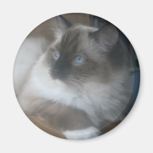 Íman Gato bonito de Ragdoll Hymalayan que olha fora