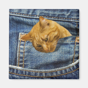 Íman Gato bonito nos jeans faz uma ilusão engraçada