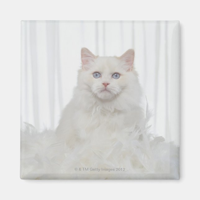 Íman Gato Branco com Penas (Frente)