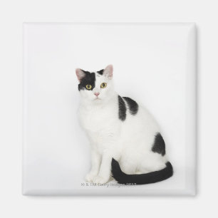 Íman Gato branco com pontos pretos