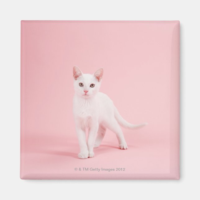 Íman Gato branco jovem (Frente)