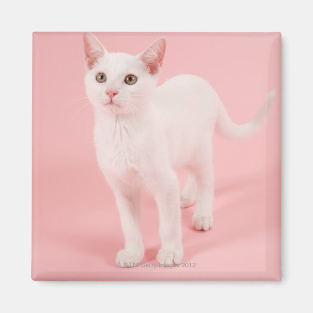 Íman Gato branco jovem 2 (Frente)
