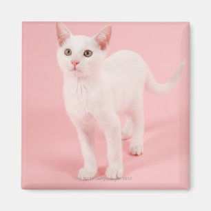 Íman Gato branco novo 2
