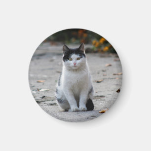 Íman Gato, Branco, Pet