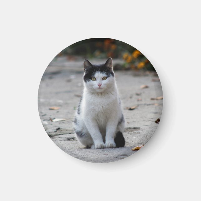 Íman Gato, Branco, Pet (Frente)