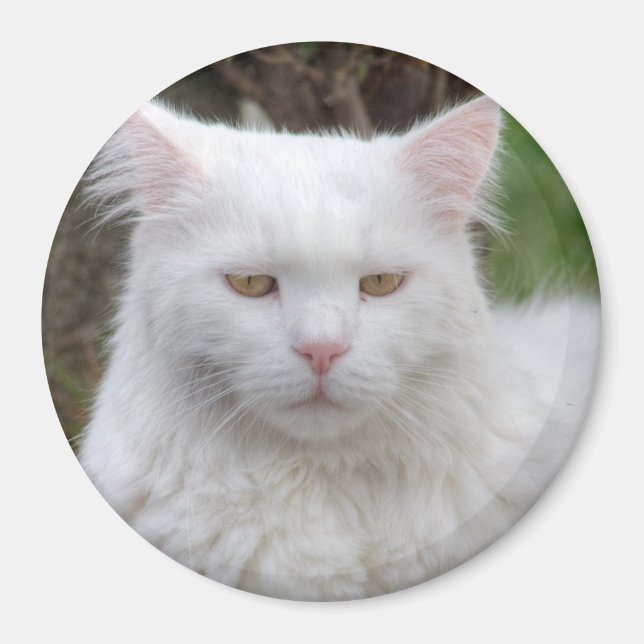 Íman Gato Branco Sério (Frente)