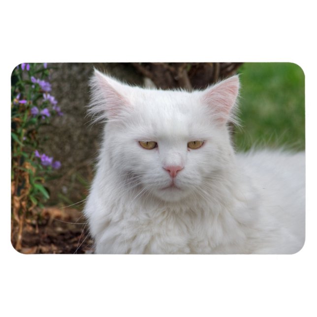 Íman Gato Branco Sério (Horizontal)