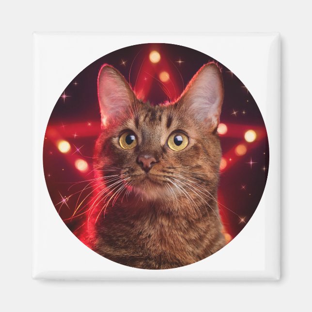 Íman Gato Castanho De Havana (Raça Com Fundo De Estrelo (Frente)