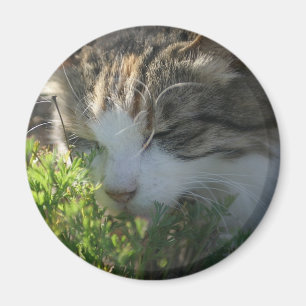 Íman Gato Cheirando uma Planta