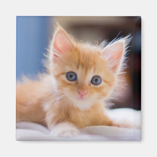 Íman Gato Cinto Com Olhos Azuis (Frente)