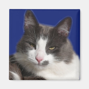 Íman Gato cinzento branco de Casey