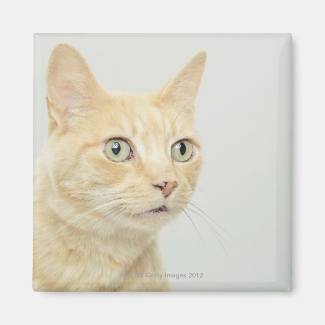 Íman Gato com olhos abertos (Frente)