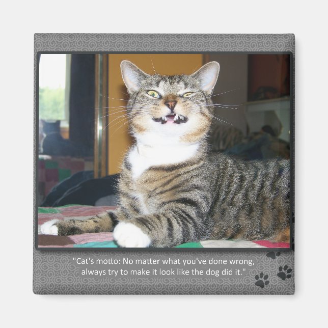 Íman Gato Culpa Cão (Frente)