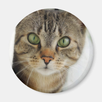 Íman gato curioso