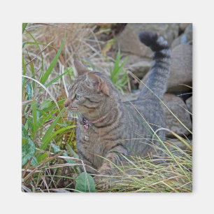Íman Gato da caça