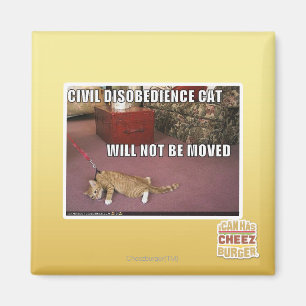 Íman Gato da desobediência civil