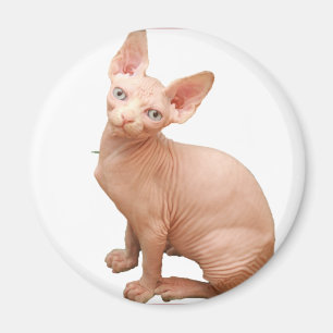Íman Gato da esfinge