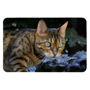 Íman Gato de Bengala