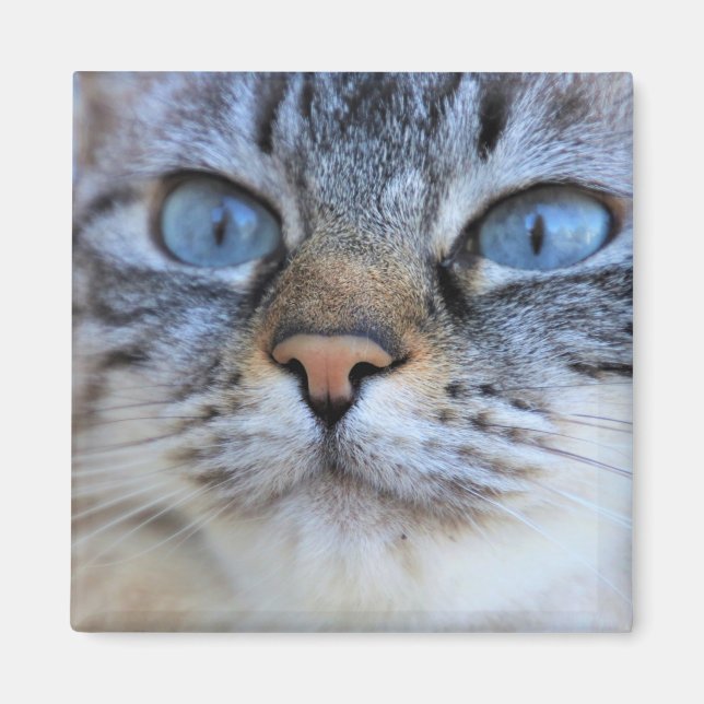 Íman Gato de cinza (Frente)