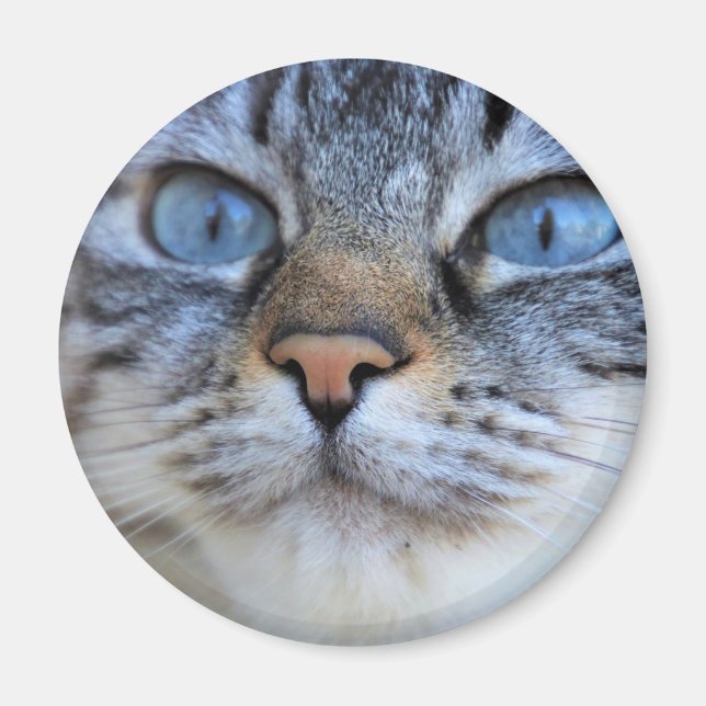 Íman Gato de cinza (Frente)