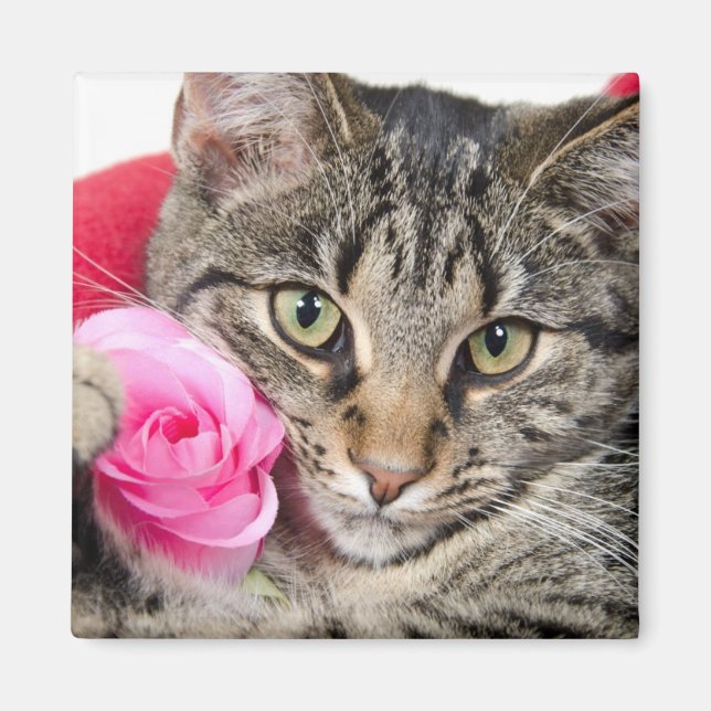 Íman Gato De Comprimido Cortado Com Rosa (Frente)