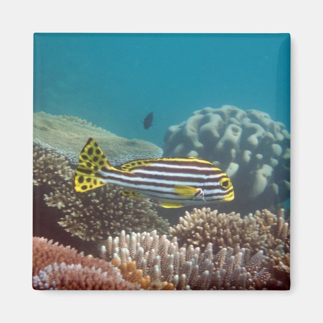 Íman Gato de doce (Plectorhinchus lineatus) (Frente)