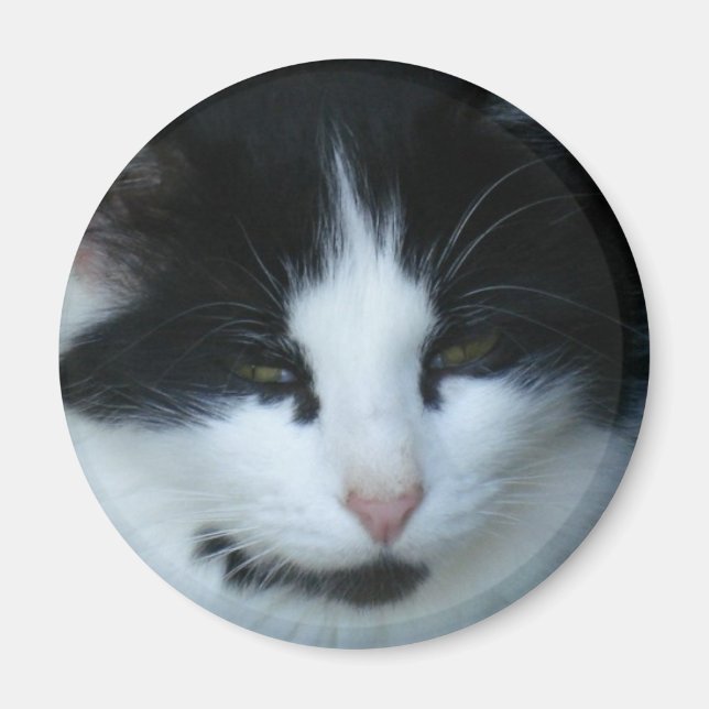 Íman Gato de Gatinho Preto e Branco (Frente)