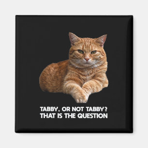 Íman Gato de Laranja Cinto