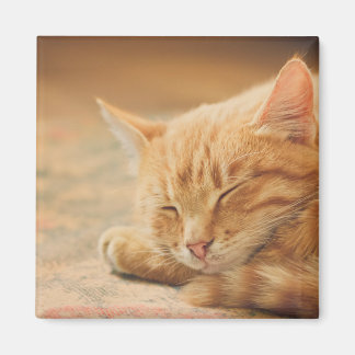 Íman Gato De Laranja Dormindo