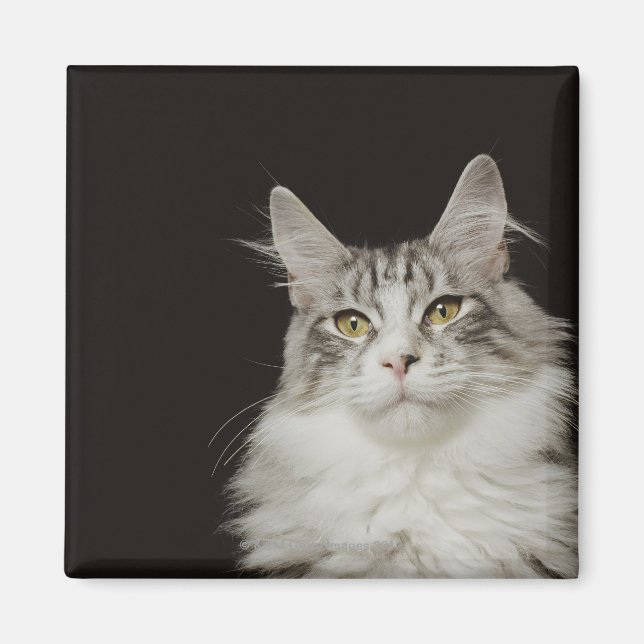 Íman Gato de Maine Coon Adulto (Frente)