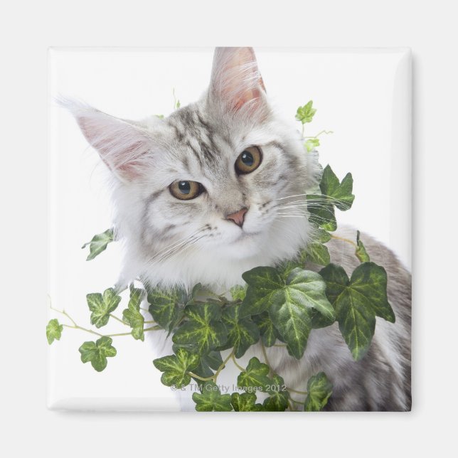 Íman Gato de Maine Coon e ornamento do vinho (Frente)