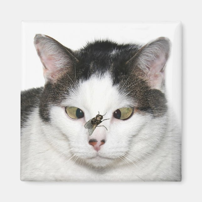 Íman Gato de olhos cruzados e mosca (Frente)
