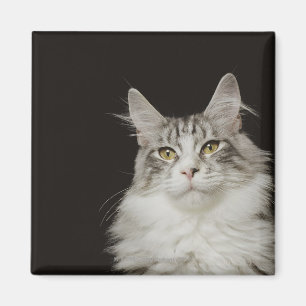 Íman Gato de racum adulto de Maine