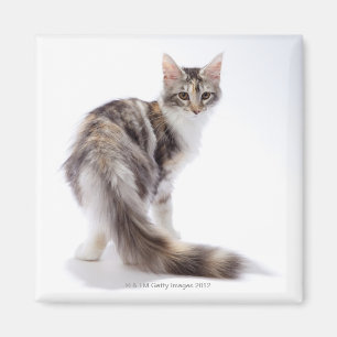 Íman Gato de racum de Maine