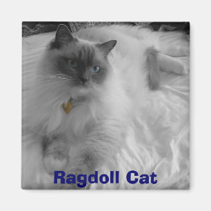 Íman Gato de Ragdoll