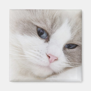 Íman Gato de Ragdoll