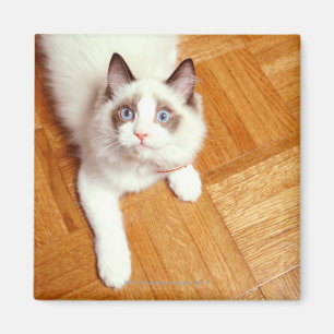 Íman Gato de Ragdoll no assoalho, vista elevado