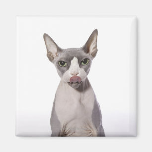Íman Gato de Sphynx com língua para fora