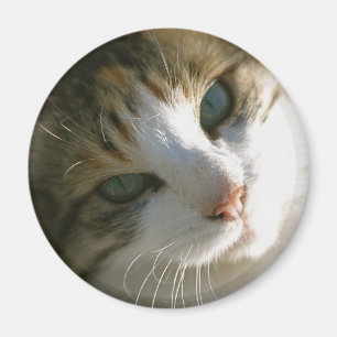 Íman Gato de tigre da chita