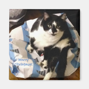 Íman Gato de Tuxedo Bonito presente