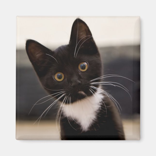 Íman Gato De Tuxedo Branco, Preto E Branco (Frente)