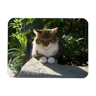 Íman Gato descansando em uma parede
