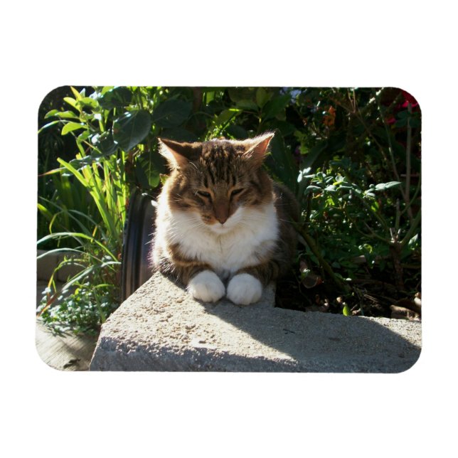 Íman Gato descansando em uma parede (Horizontal)