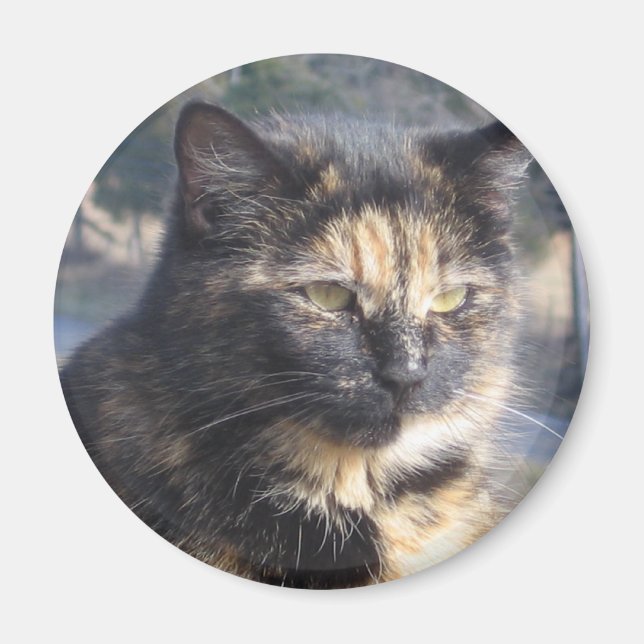 Íman Gato Digno (Frente)