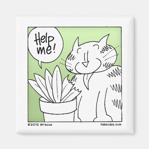 Íman Gato do comedor da planta