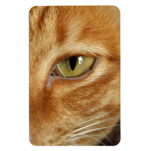 Íman gato do gengibre