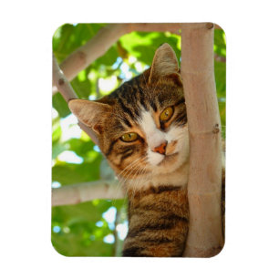 Íman Gato do montanhista